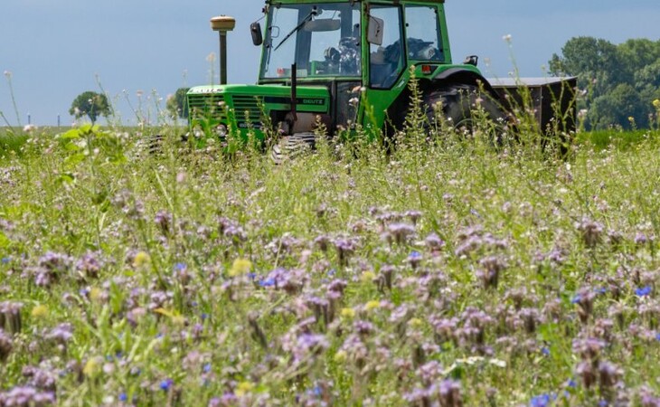 Das Bild zeigt eine Person, die einen grünen Traktor durch ein Feld mit violetten Blumen fährt, im Hintergrund sind Bäume zu sehen und darüber erstreckt sich ein strahlend blauer Himmel.